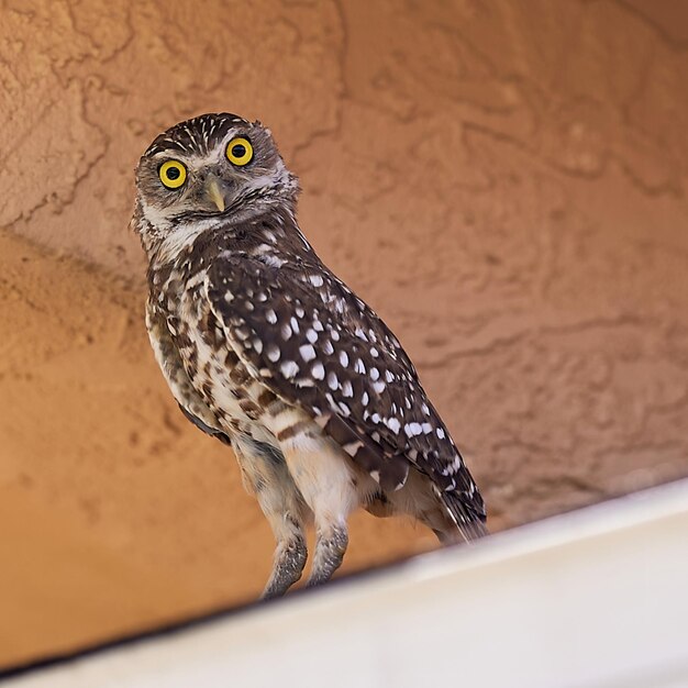 Close-up of owl perching on wall