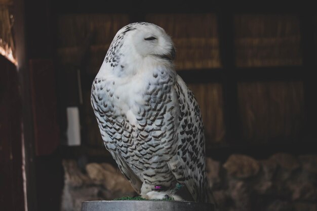 木の上に座っているオオカミのクローズアップ