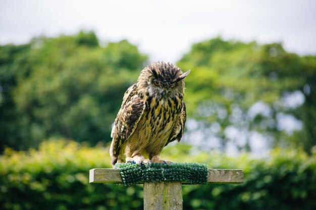 Photo close-up of owl perching on wood