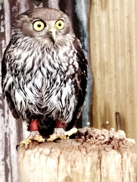 Photo close-up of owl perching on wood