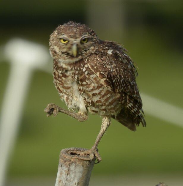 Foto close-up di un gufo appoggiato su un palo di legno