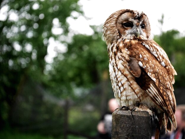 Photo close-up of owl perching on wooden post