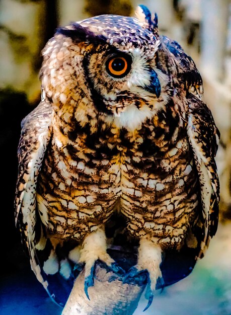 Close-up of owl perching