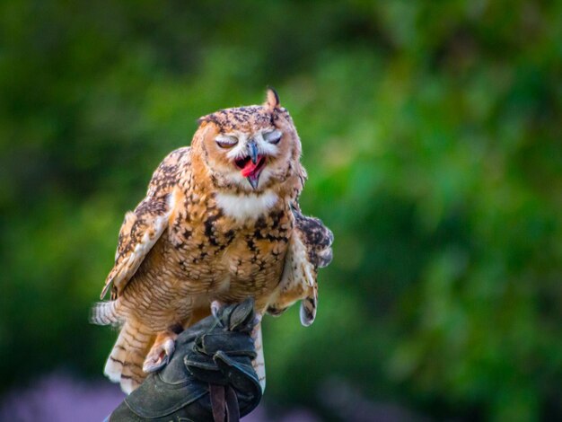 Close-up of owl on rock