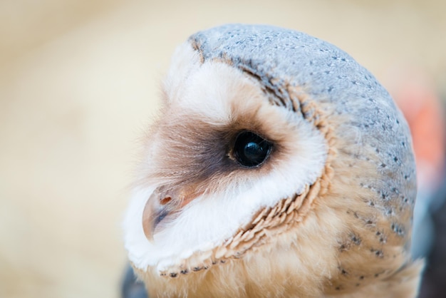 Close-up of owl at zoo