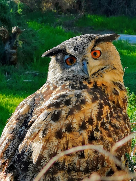 Photo close-up of a owl