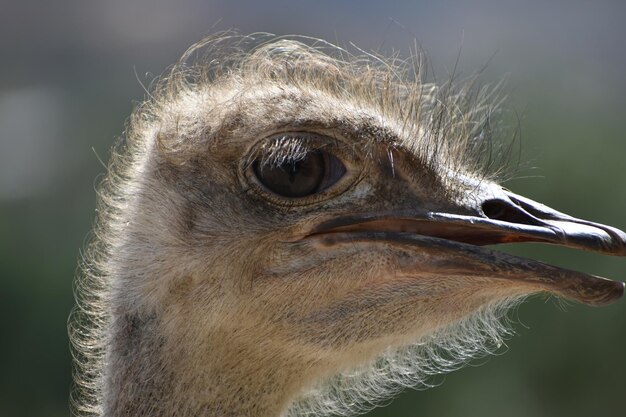 Close-up of owl