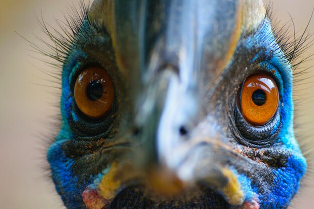 Photo close-up of owl