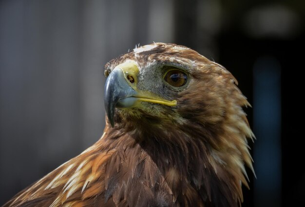 Photo close-up of owl