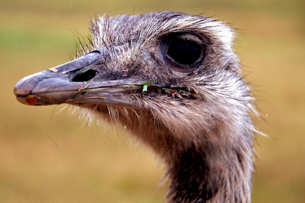 Close-up of owl