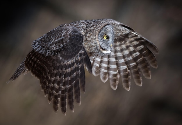 Photo close-up of owl