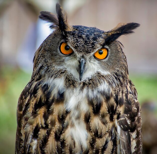 Close-up  of owl