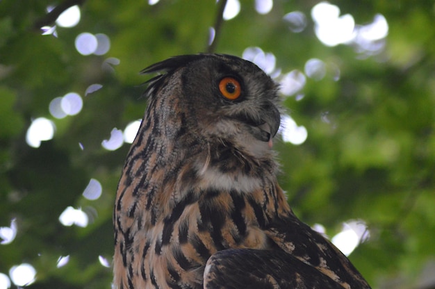 Close-up of owl