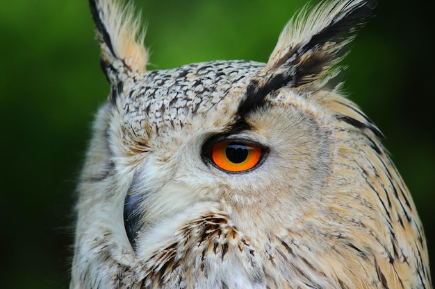 Close-up of owl