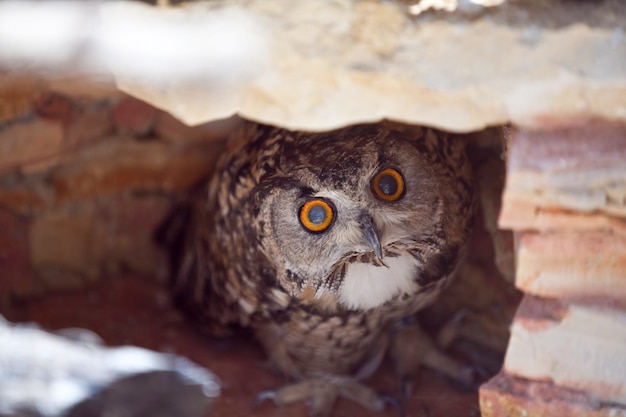 Photo close-up of owl