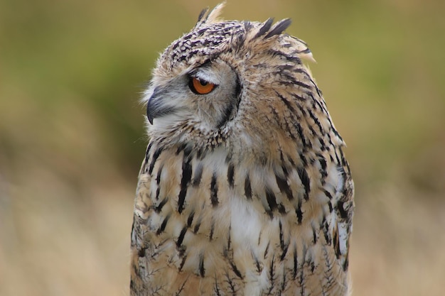 Photo close-up of owl