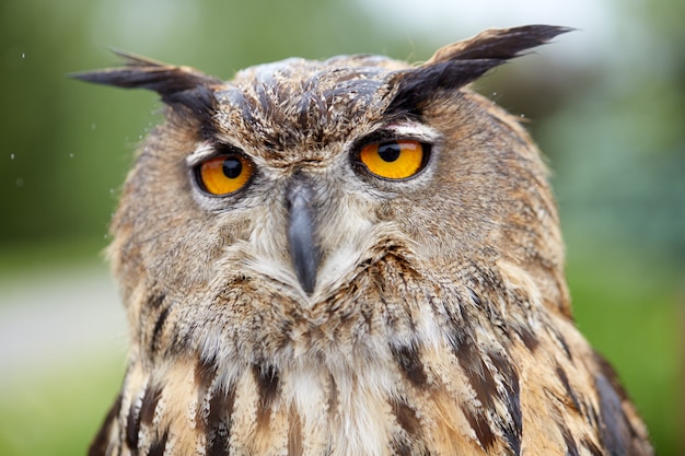 Close up of an owl