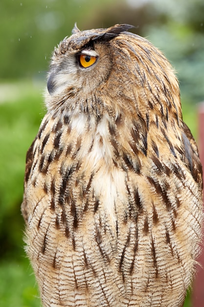 Close up of an owl