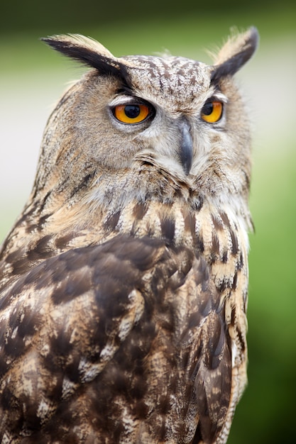 Close up of an owl