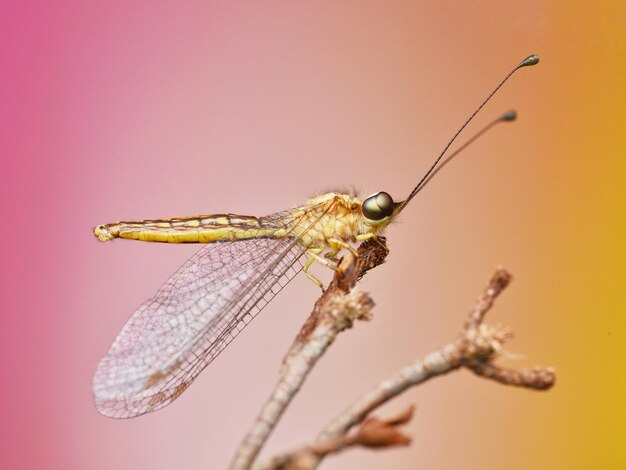 Photo close-up of owlfly insect