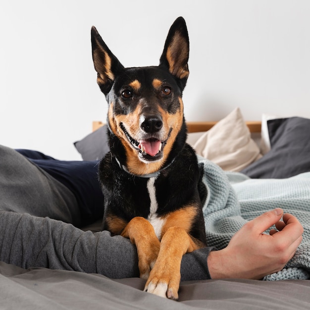 写真 飼い主とスマイリー犬をクローズアップ