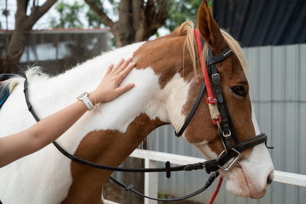 Foto close-up paard met hand farmxa