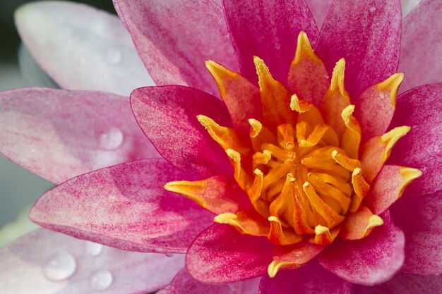 close-up paarse lotus