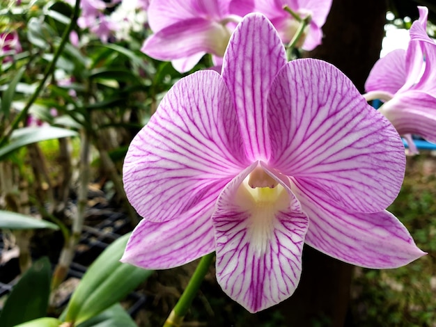 Close-up Paarse orchideebloem in de tuin