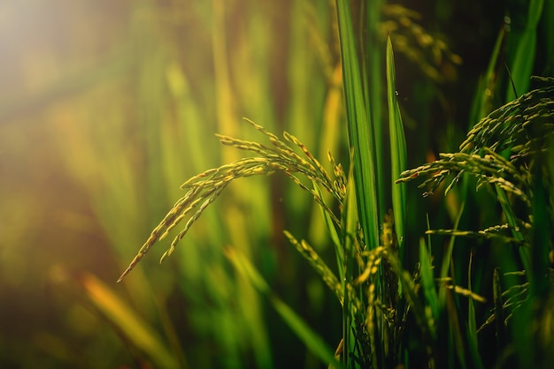 Close up paddy rice field with ray of lights on green background.