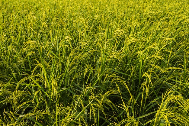  Close Up Paddy rice field