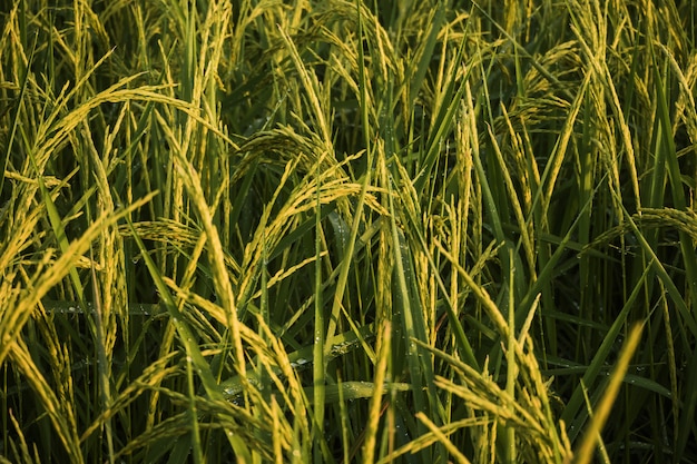 Photo close up paddy rice field