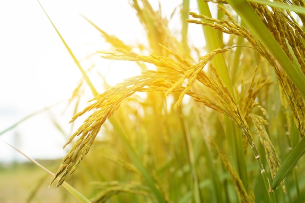 close up paddy rice plant in the field with sun light in the morning.