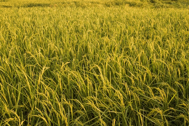 Close-up padie rijst veld