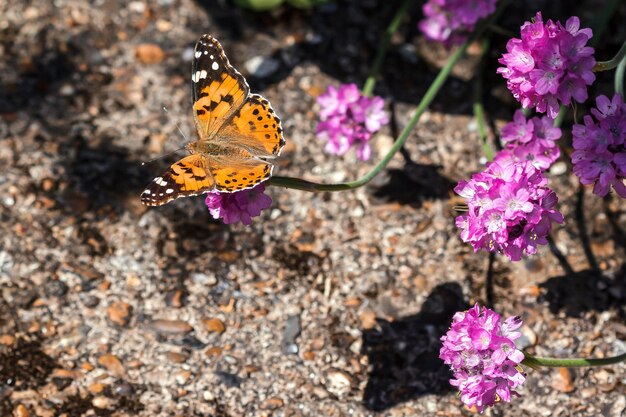 ヒメアカタテハ（Vanessa cardui）蝶のクローズアップ