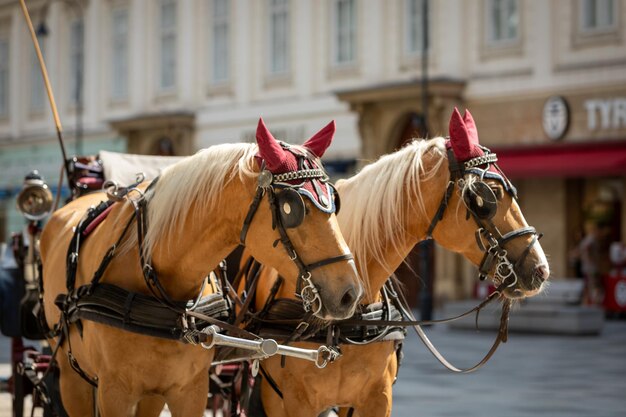 ウィーンで2匹の馬のクローズアップ