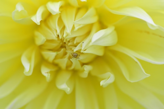 Close up of pale pink dahlia flower