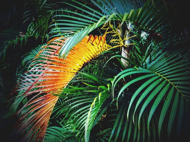 Photo close-up of palm fronds