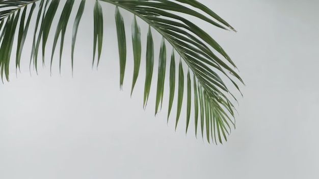 Close Up of a Palm Leaf on White Background