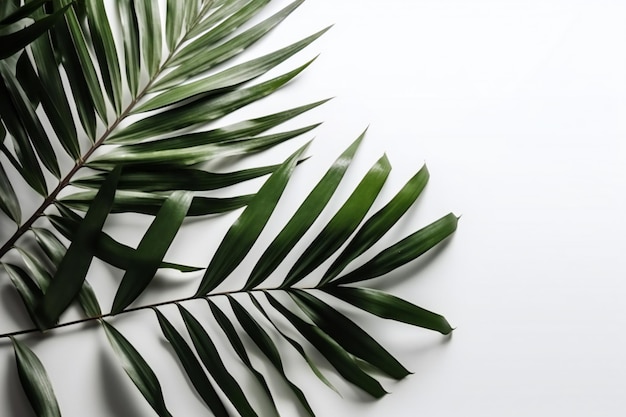 A close up of a palm leaf on a white background