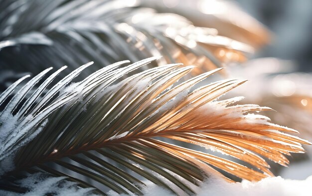 A close up of a palm leaf with frost on it