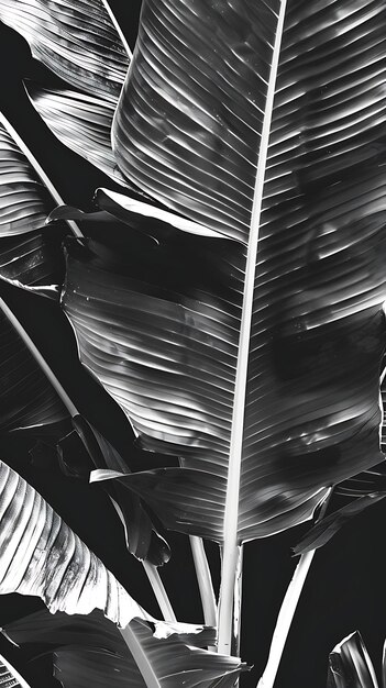 a close up of a palm leaf with the word quot on it