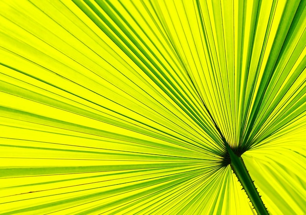 Close-up of palm leaf