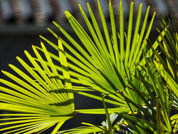 Foto prossimo piano di una foglia di palma