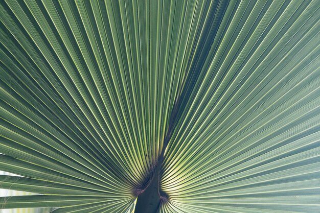 Foto prossimo piano di una foglia di palma