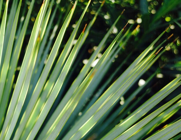 Close-up of palm leaf