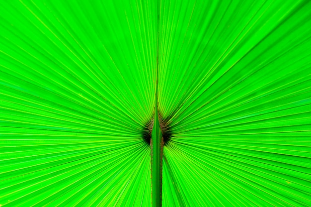 Photo close up of palm leaf