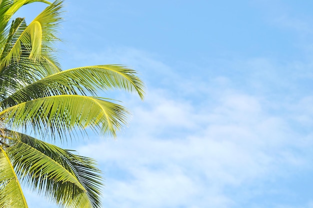 Photo close up of palm leaves  against blue sky