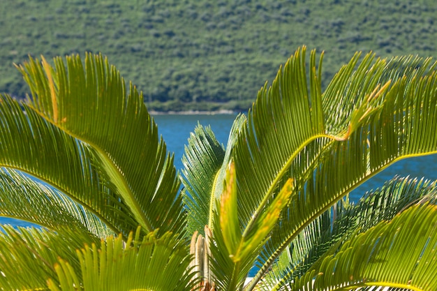 Close-up on palm leaves, sea and coast on the sunny day.
