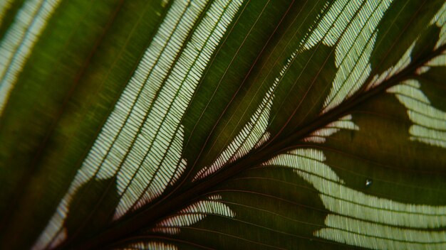 Photo close-up of palm leaves