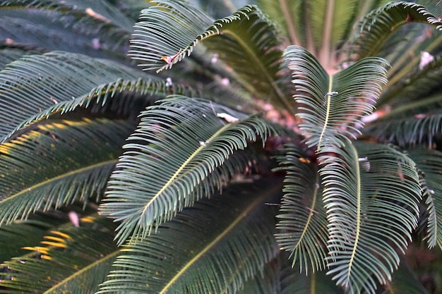 Close-up of palm leaves